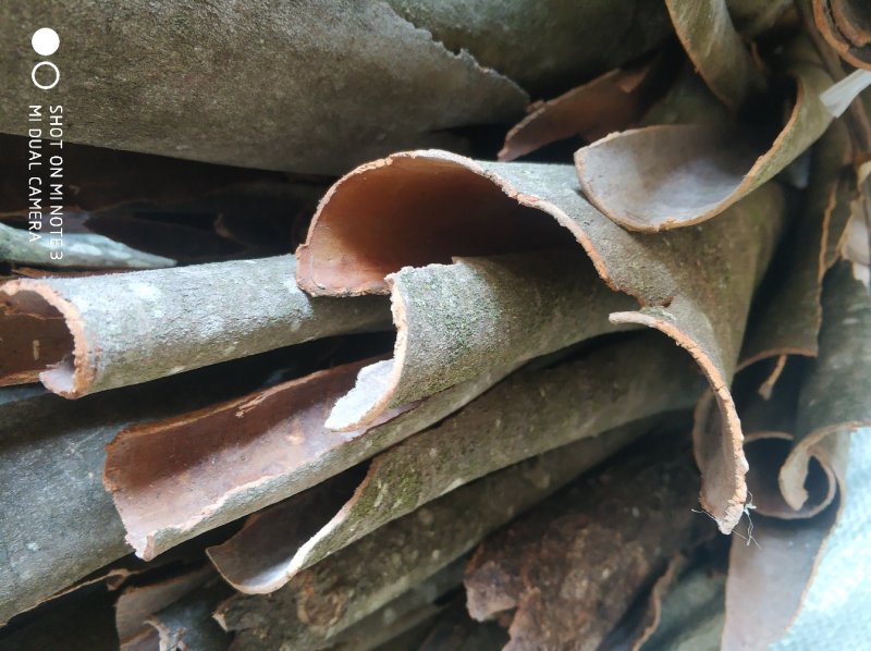 贵州山桂皮香桂皮野生桂皮香味浓郁量大包邮