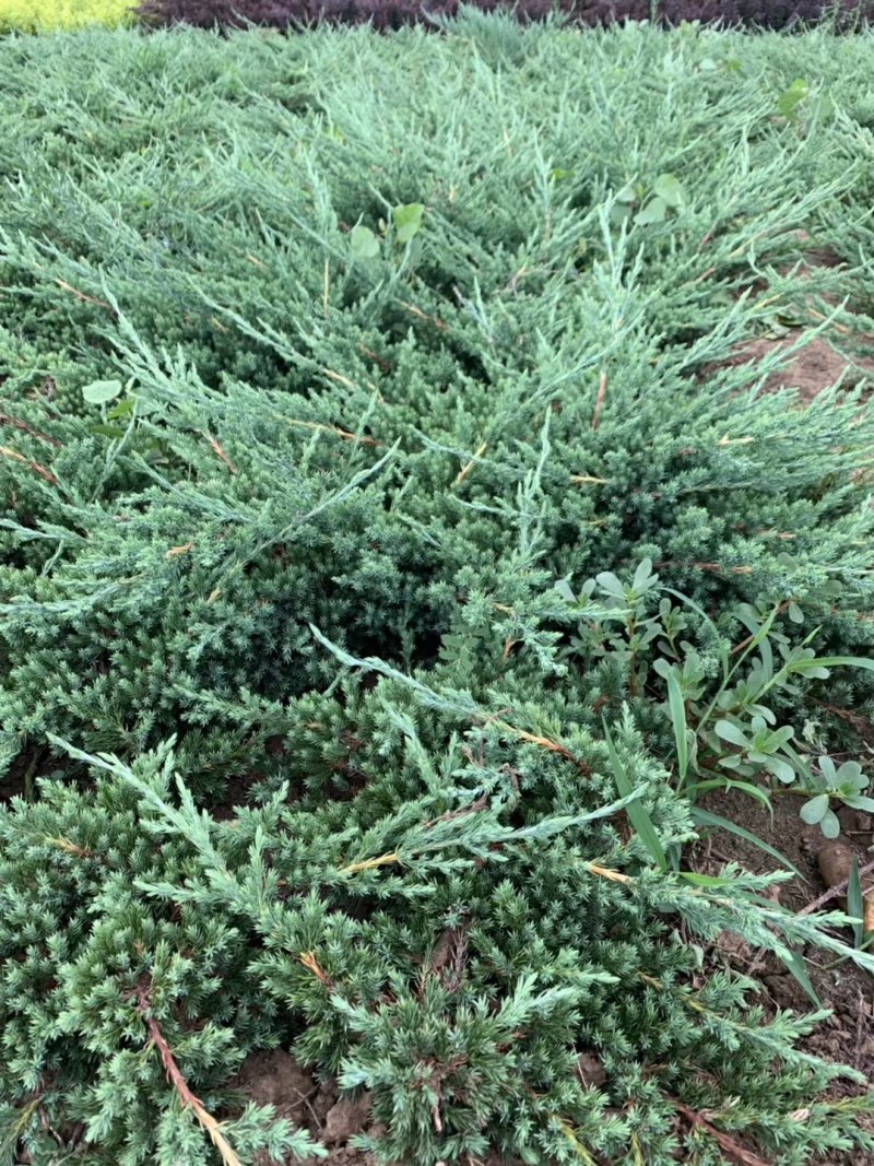 柏树铺地柏304050公分海量诚信经营放心苗