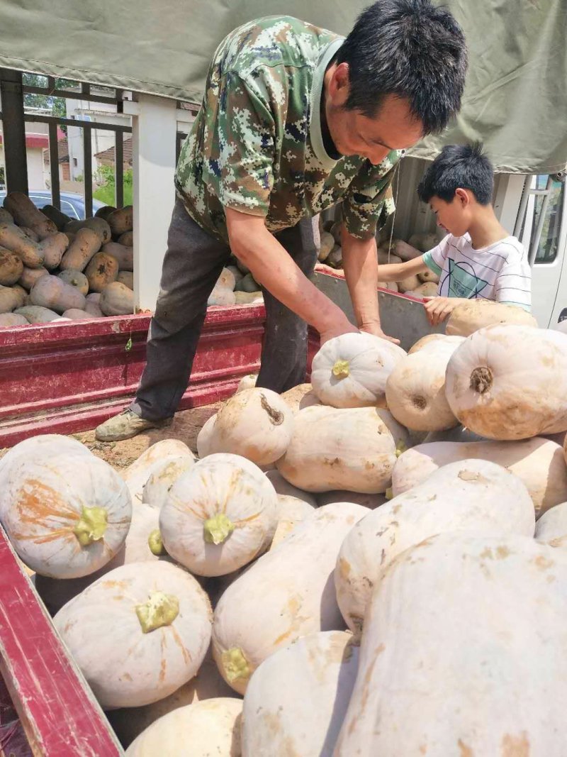 陕西南瓜枕头南瓜形状好口感甜面日供货量300吨