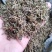 中药金银花茶特级去火茶散装花草茶