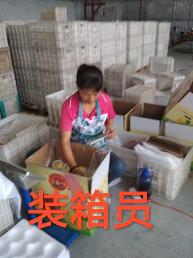 丰水梨大量上市，秋月梨，绿宝石梨，黄冠梨，万亩梨园。