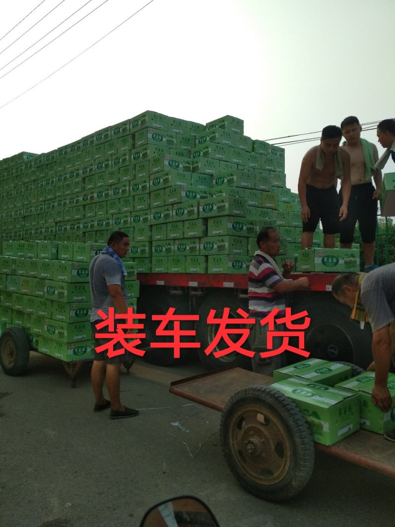 丰水梨大量上市，秋月梨，绿宝石梨，黄冠梨，万亩梨园。