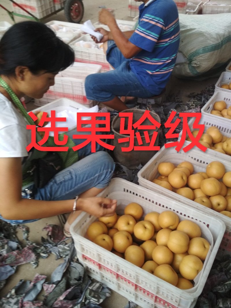 丰水梨大量上市，秋月梨，绿宝石梨，黄冠梨，万亩梨园。