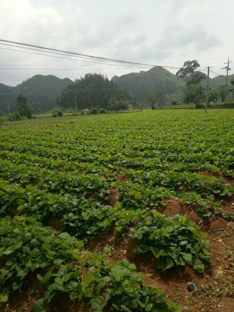 镇宁优质凉薯：薄皮嫩肉，脆甜可口。年总产量200万斤左右