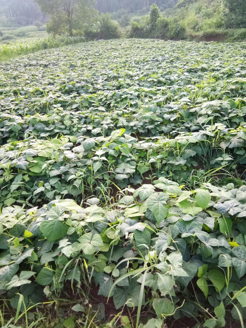 镇宁优质凉薯：薄皮嫩肉，脆甜可口。年总产量200万斤左右