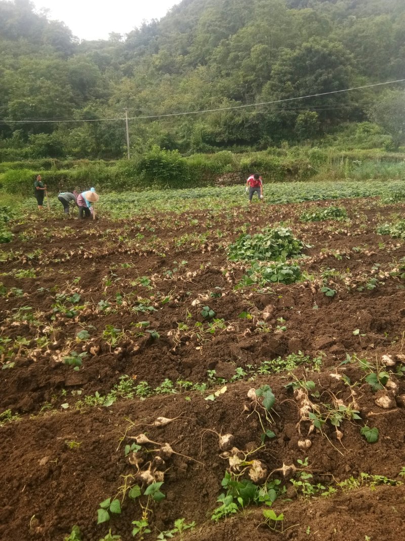镇宁优质凉薯：薄皮嫩肉，脆甜可口。年总产量200万斤左右
