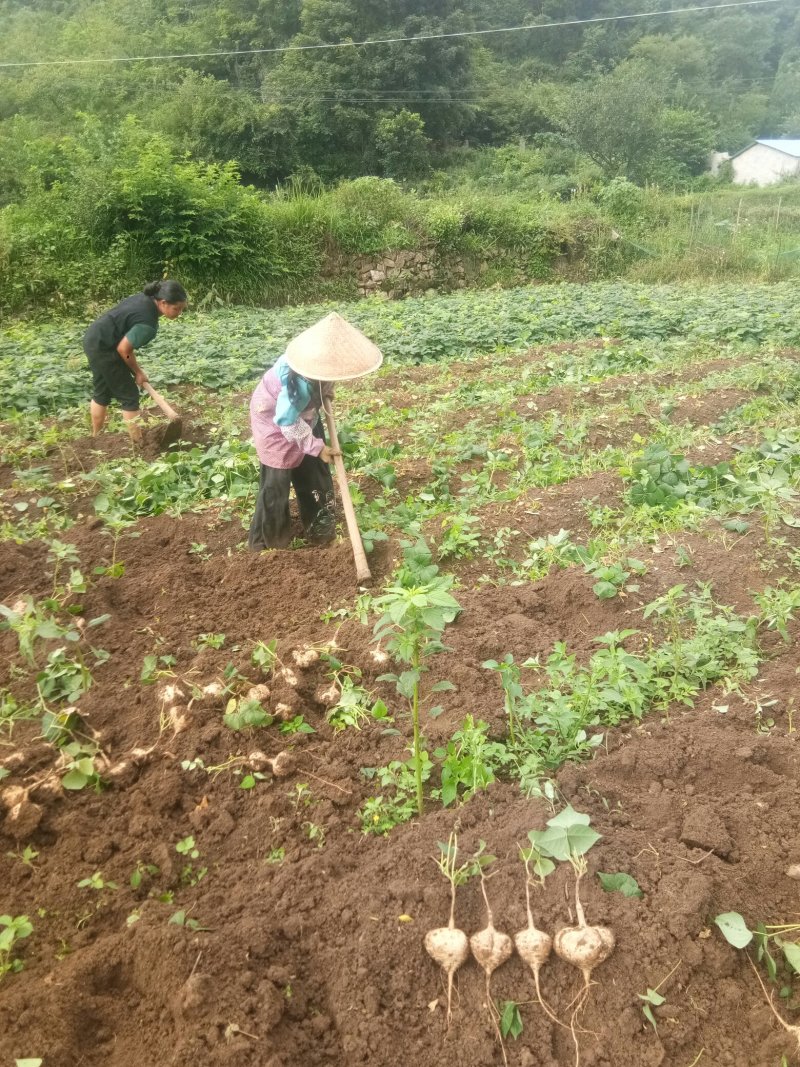 镇宁优质凉薯：薄皮嫩肉，脆甜可口。年总产量200万斤左右