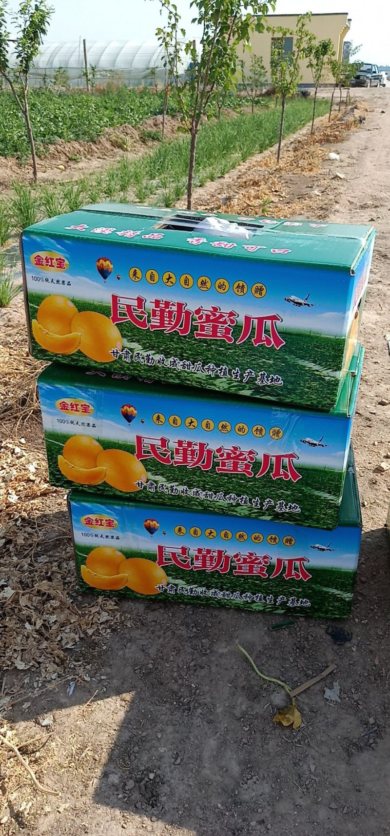 银帝密瓜，金红宝，甜美南瓜大量供应，有需要的客商前来洽谈
