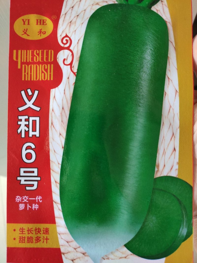 萝卜种子青萝卜里外青脆甜水果萝卜