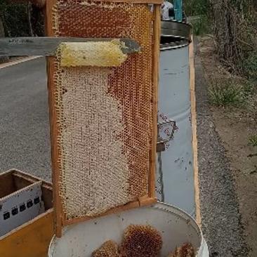自家蜂场枣花蜜，蜜纯，品质好原生态无加工，全国包邮。