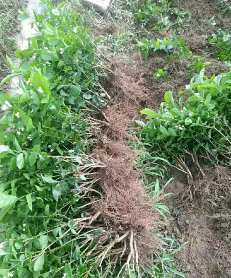 茉莉花苗