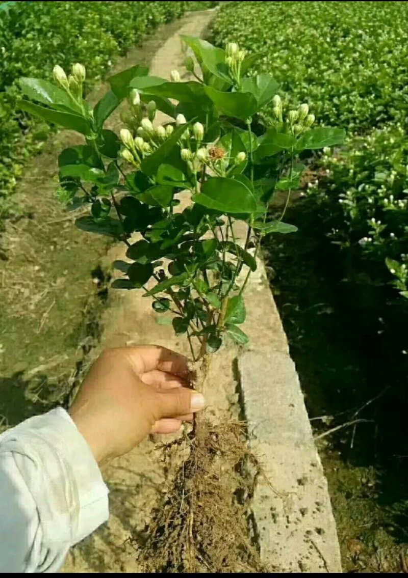 茉莉花苗