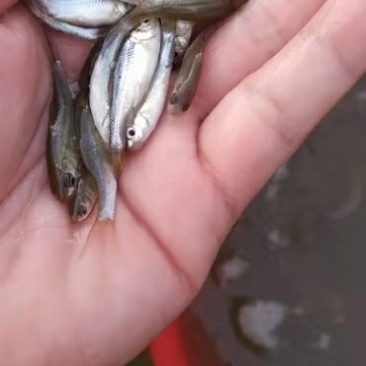 鲮鱼苗土鲮苗罐头鲮鱼苗