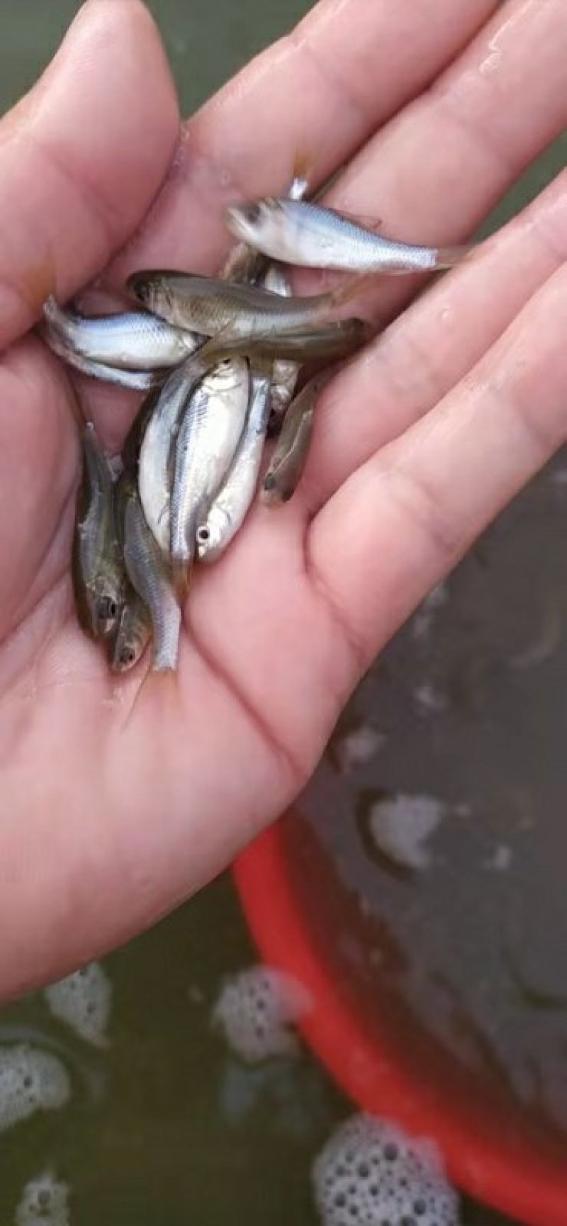 鲮鱼苗土鲮苗罐头鲮鱼苗