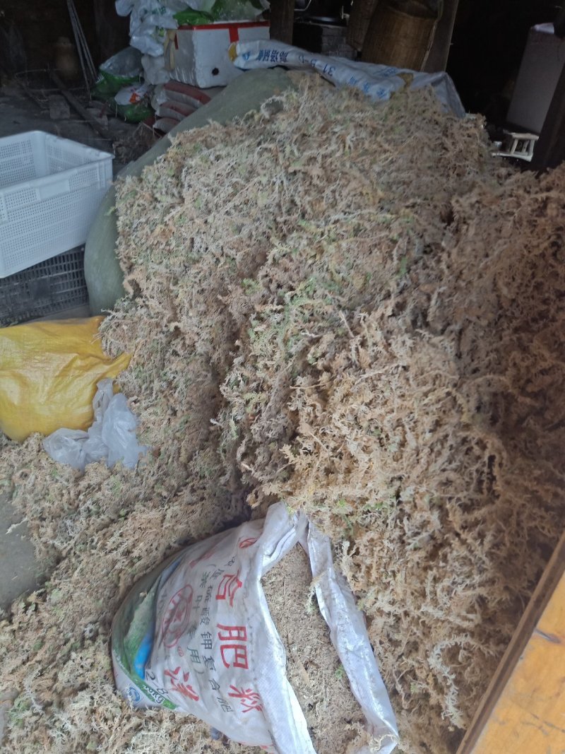 一级水苔