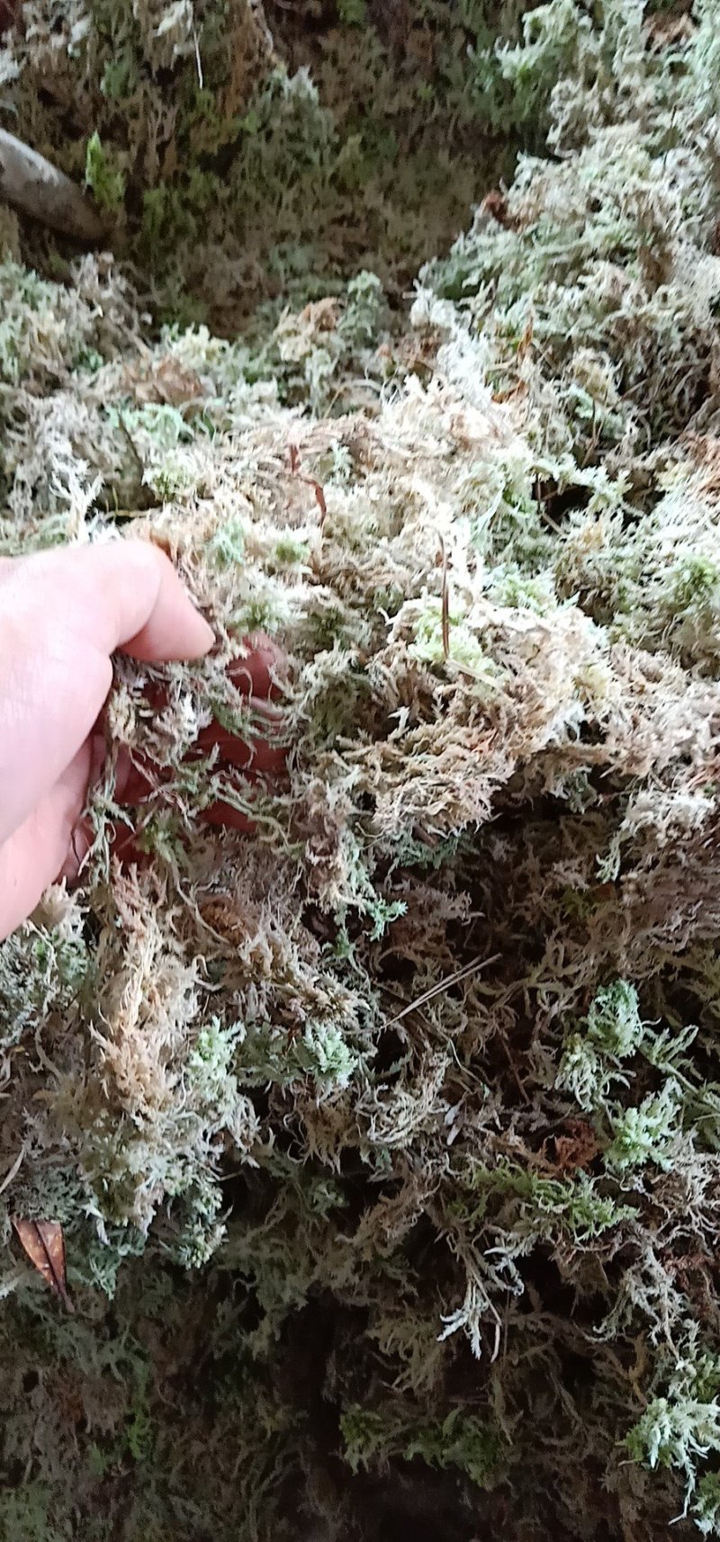 一级水苔