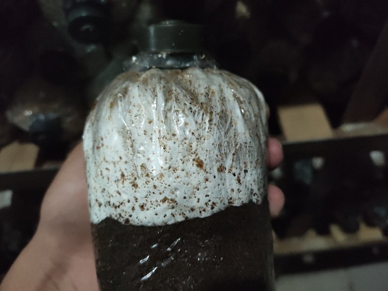 大球盖菇菌种批发