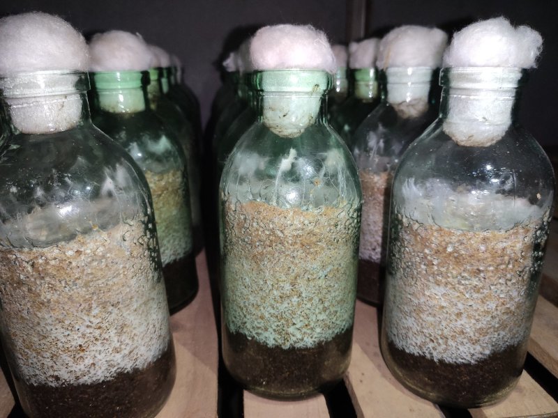 大球盖菇菌种批发