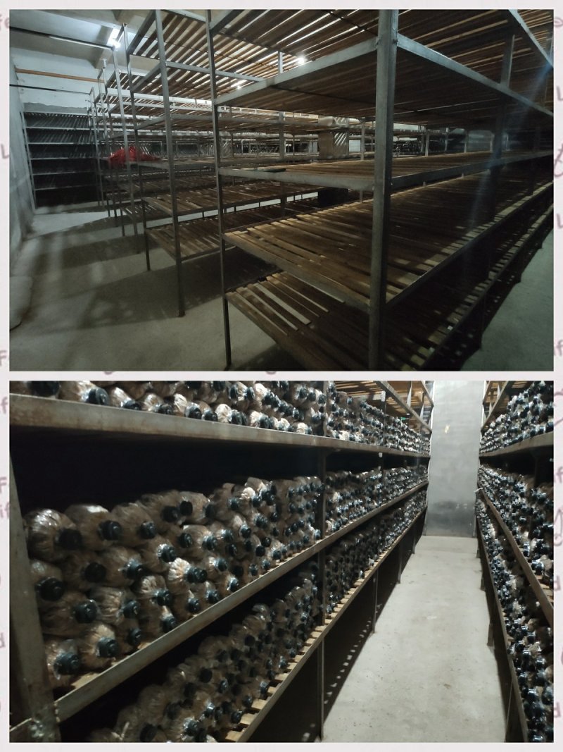 大球盖菇菌种批发