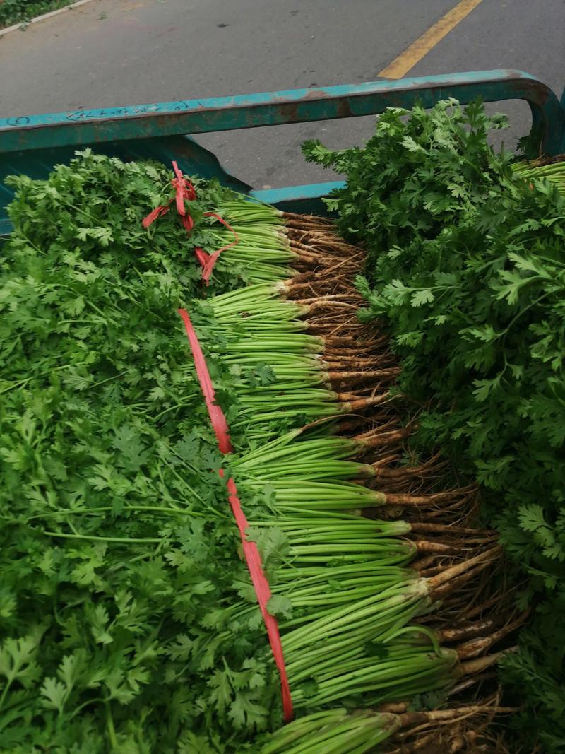山东香菜大量上市中对接商超农贸电商平台支持全国发货