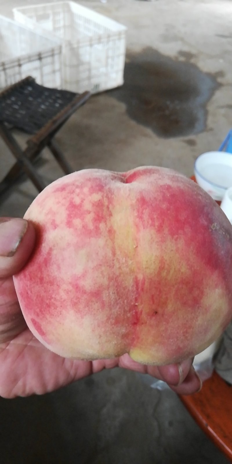 早生毛桃