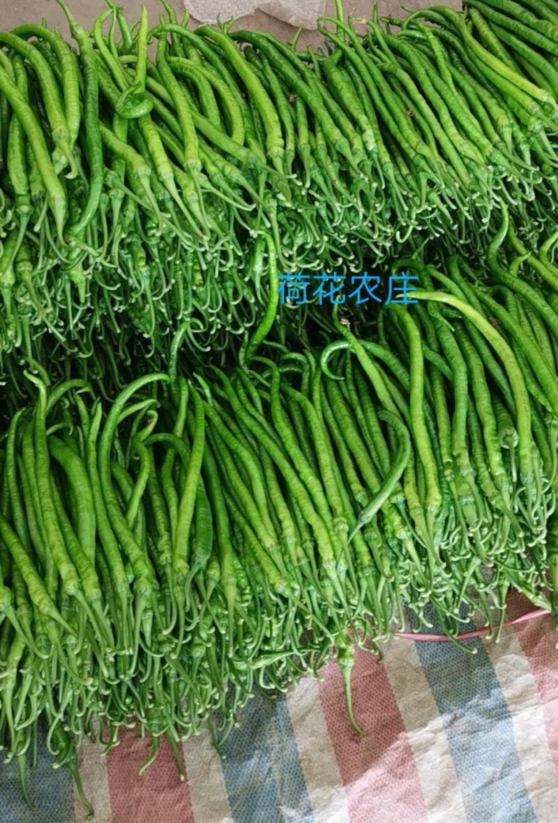 青线椒，条形直，中辣，颜色墨绿，30公分长
