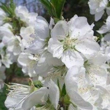 白花