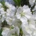 白花