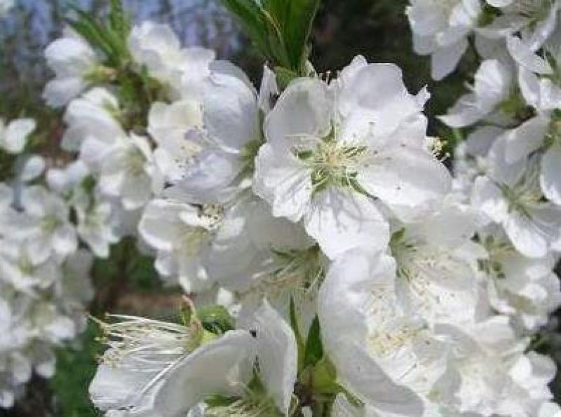 白花