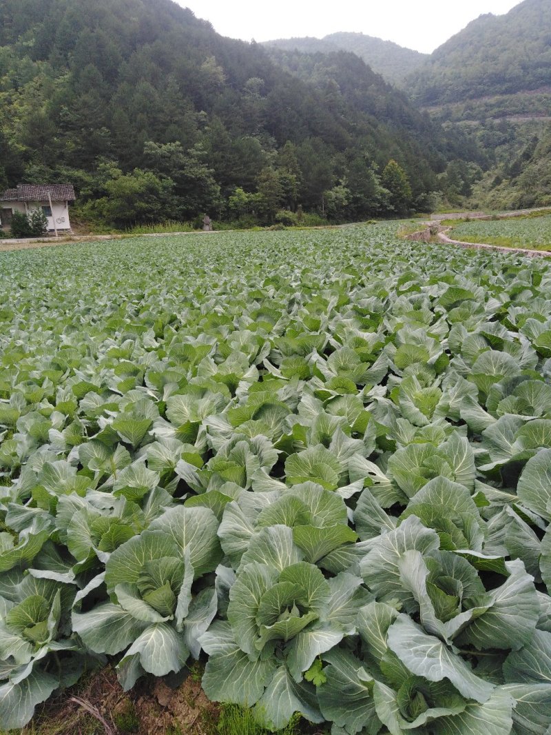 甘蓝