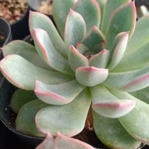 多肉植物，花月夜