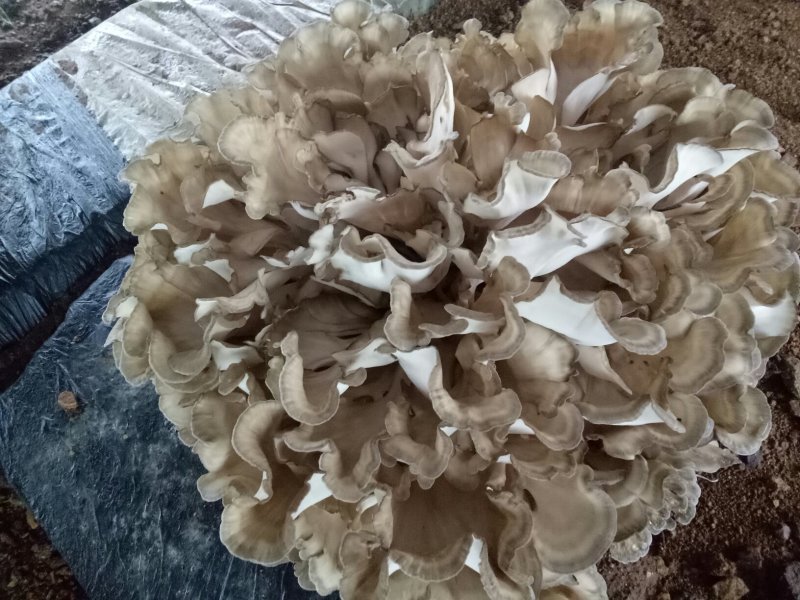 食用菌栗蘑(灰树花)干货包邮