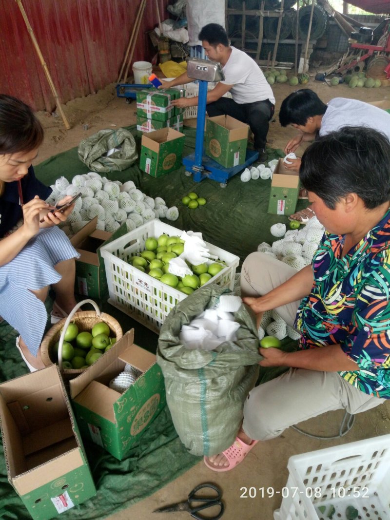 新梨七号，库尔勒香酥梨的改良品种。