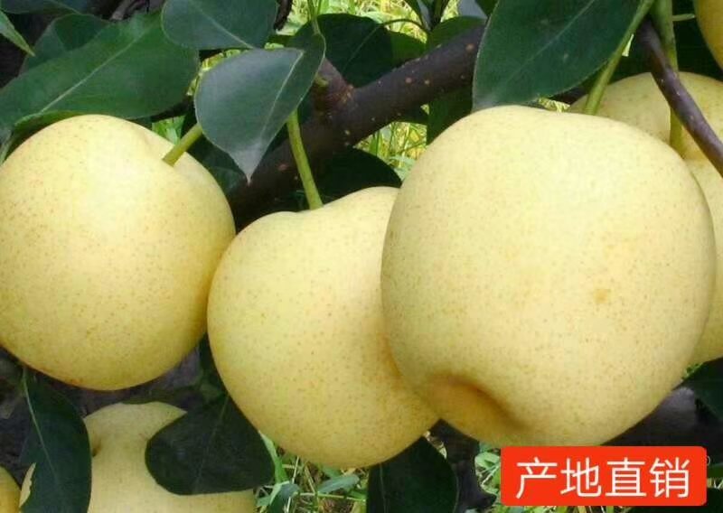 【好货】山东黄金梨6两以上的口感脆甜一手货源沂水低价