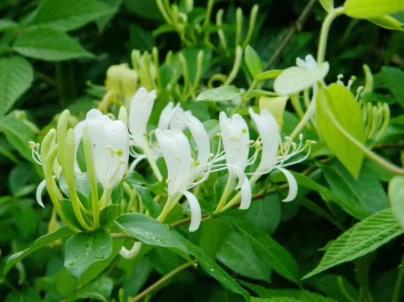 金银花