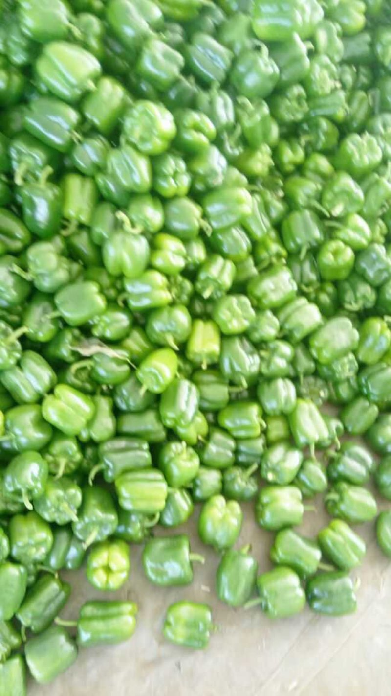 圆椒尖椒