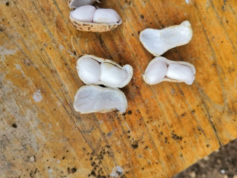 小白沙花生，两粒玫瑰红花生。鲜果