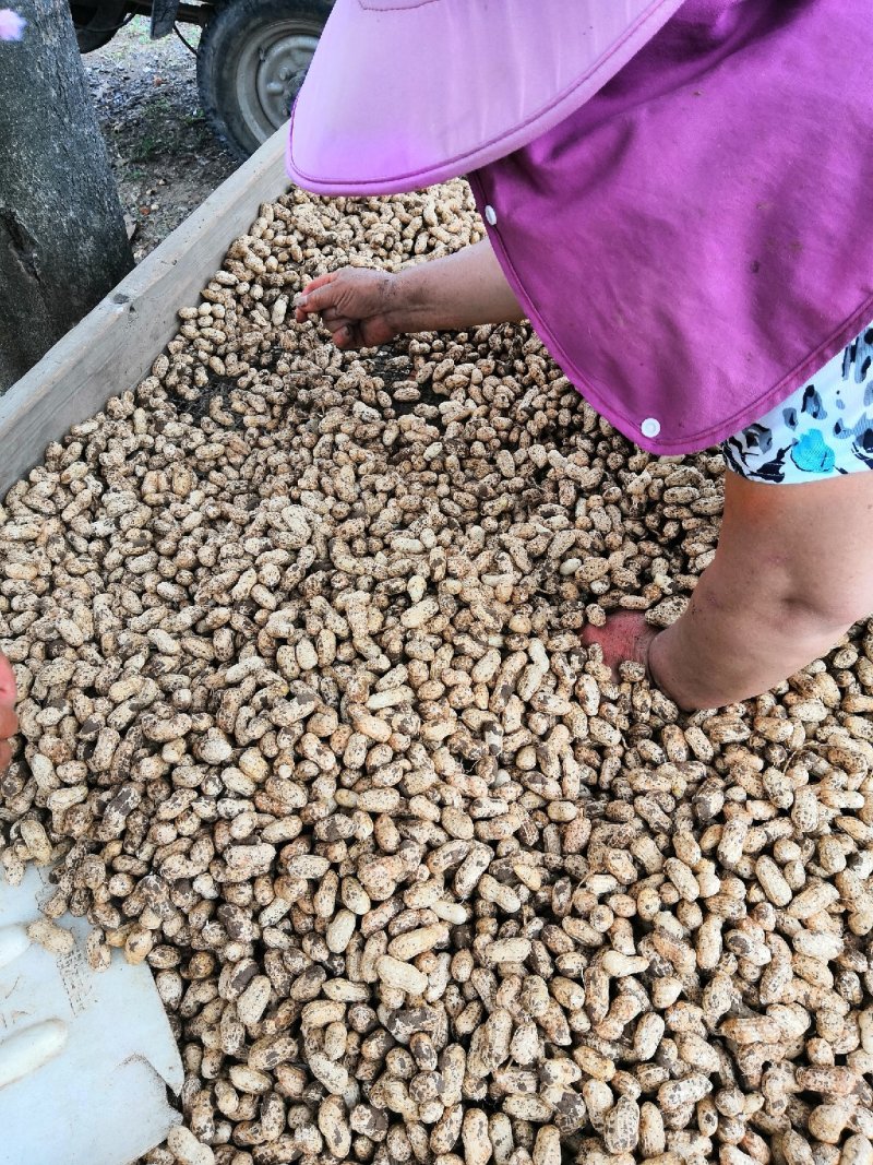 小白沙花生，两粒玫瑰红花生。鲜果