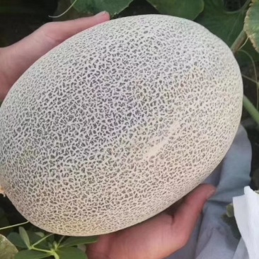 五十万哈密瓜熟了