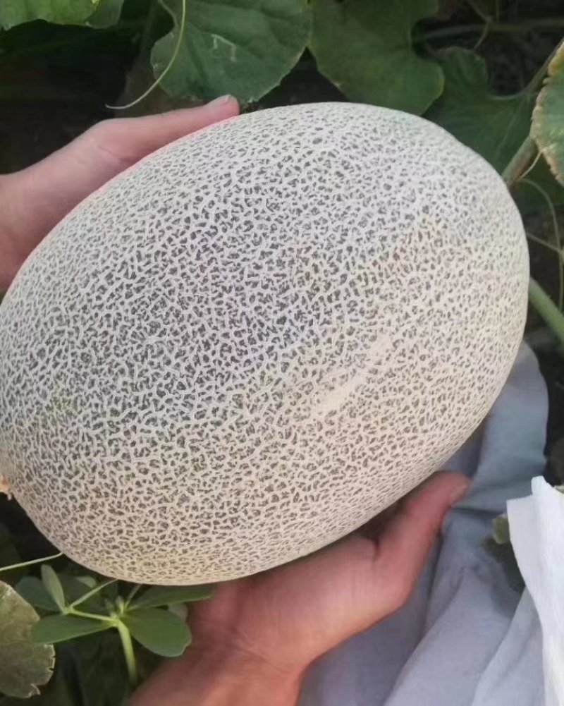 五十万哈密瓜熟了