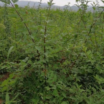 连翘苗，药用连翘苗，万亩基地