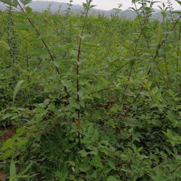 连翘苗，药用连翘苗，万亩基地