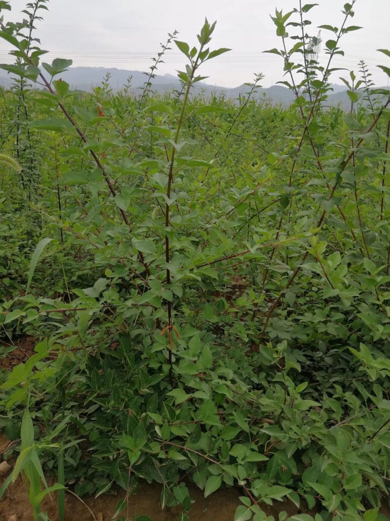 连翘苗，药用连翘苗，万亩基地