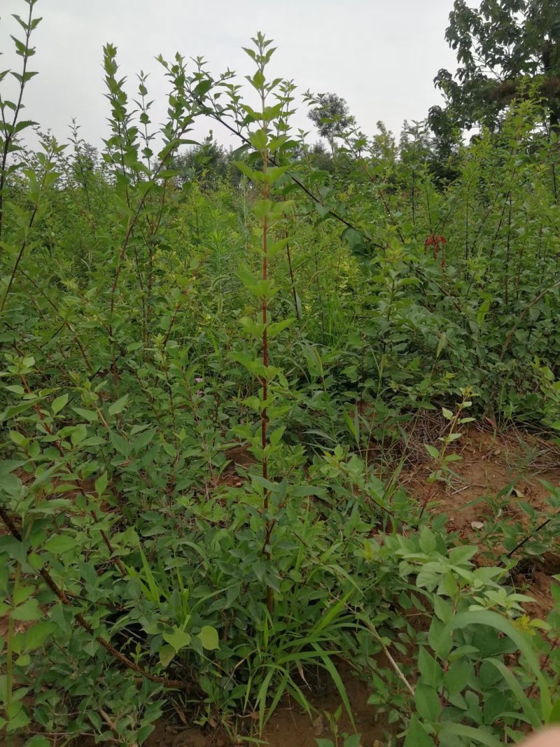 连翘苗，药用连翘苗，万亩基地