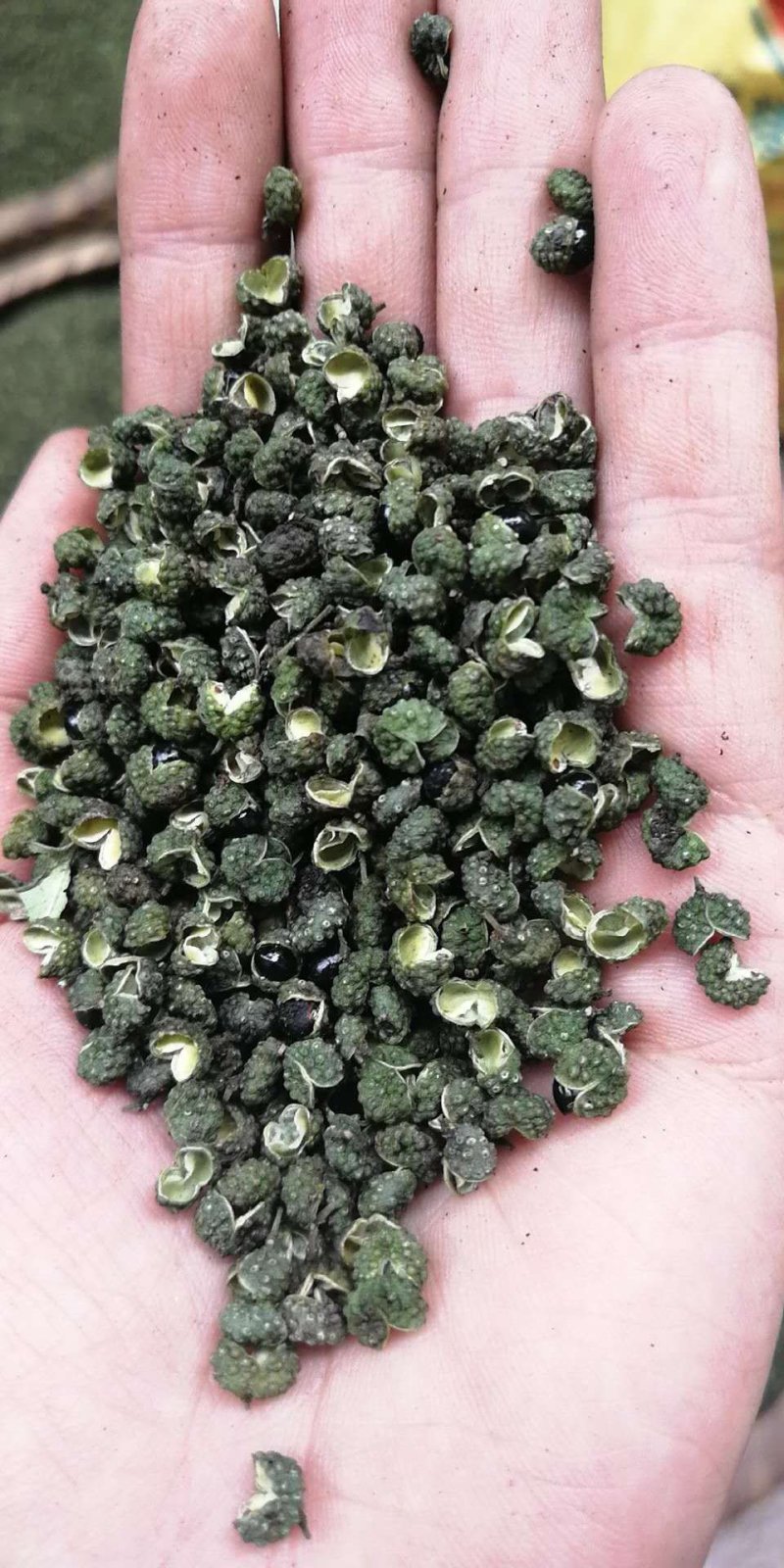 江津九叶青花椒，清香超纯，色香俱全，是烹饪必须佳品调料
