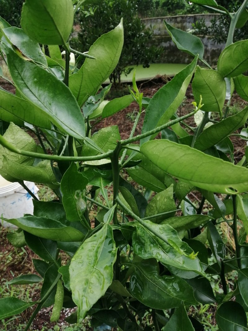 明日见柑橘苗签合同假一赔十