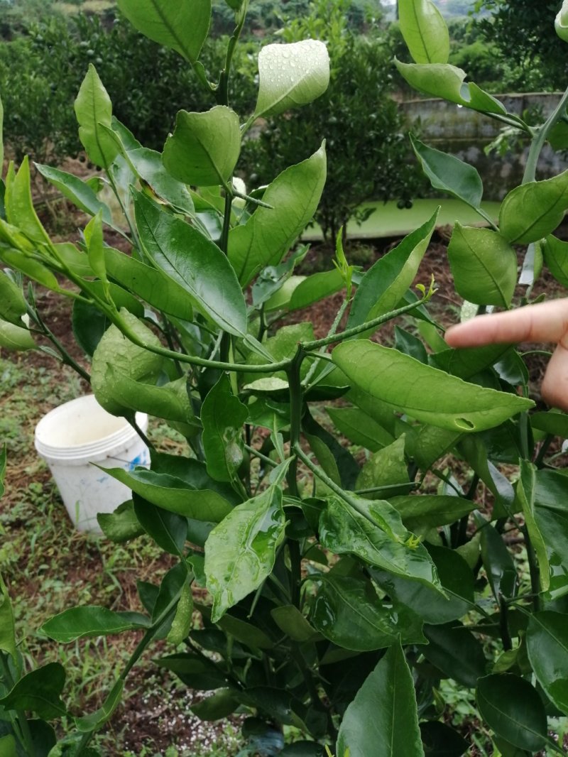 明日见柑橘苗签合同假一赔十