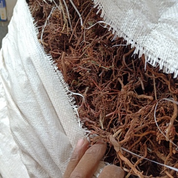 茜草，
