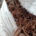 茜草，