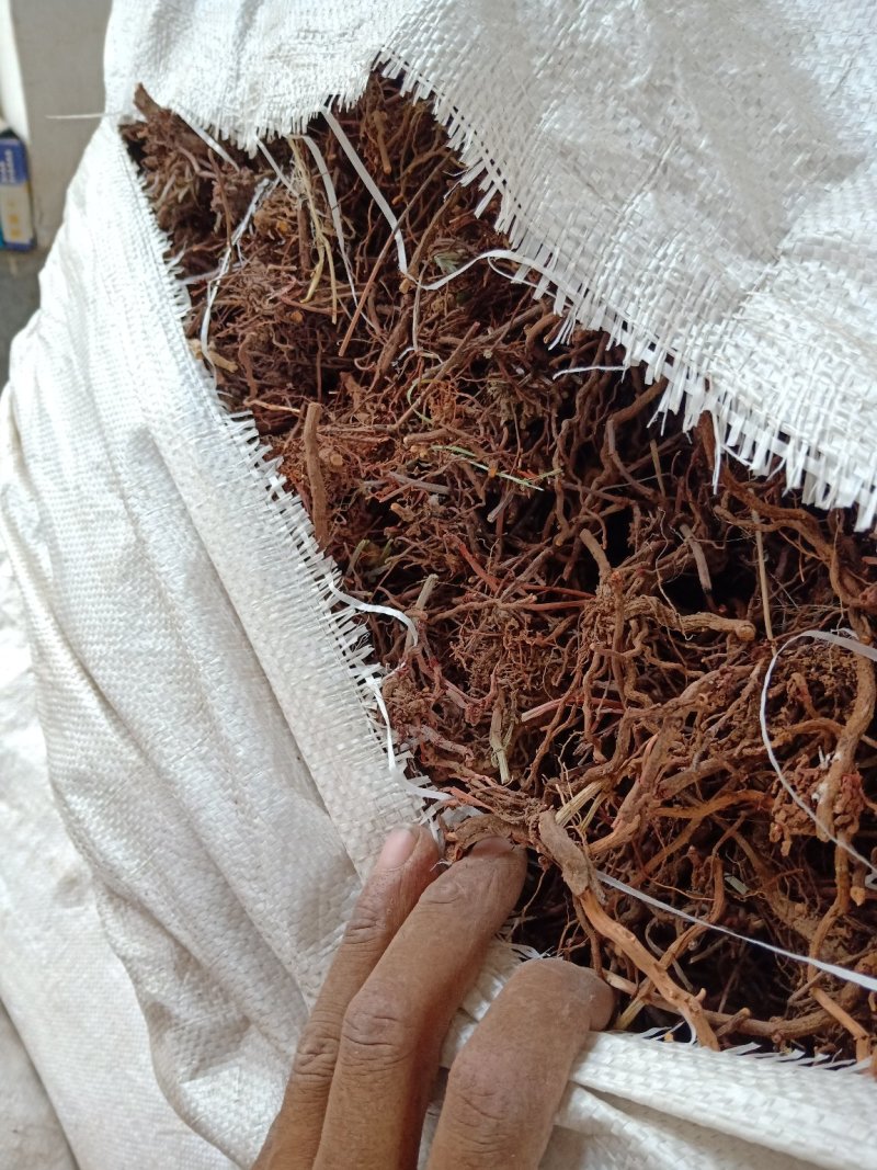 茜草，